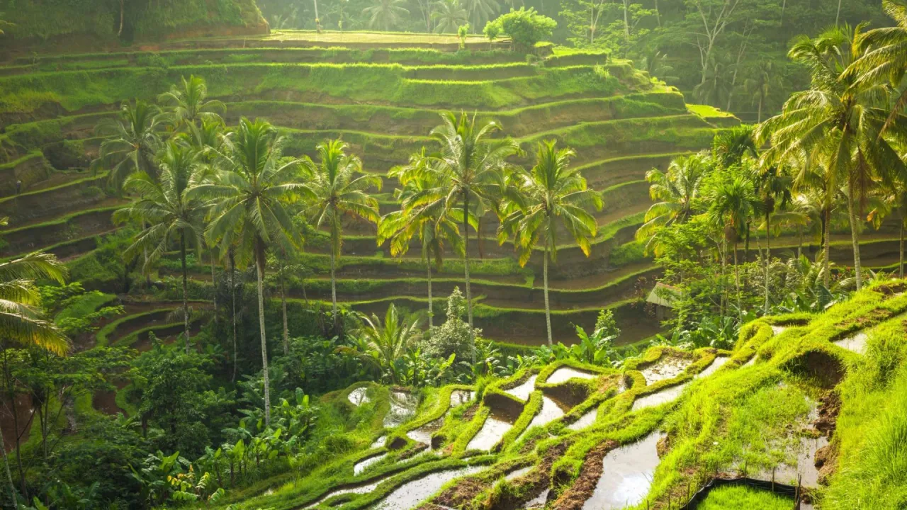 Tegalalang Rice Terraces